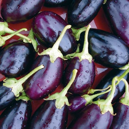 Picture of Aubergine Kaberi F1